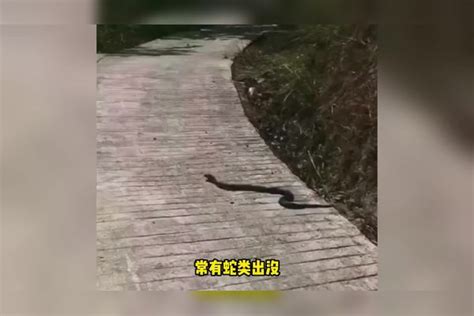 挨 碰到蛇